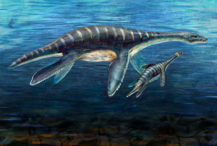 Det Loch Ness-lignende havuhyre plesiosaur levede for mellem 150 og 200 millioner år siden. 