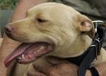 Pit Bull Culture