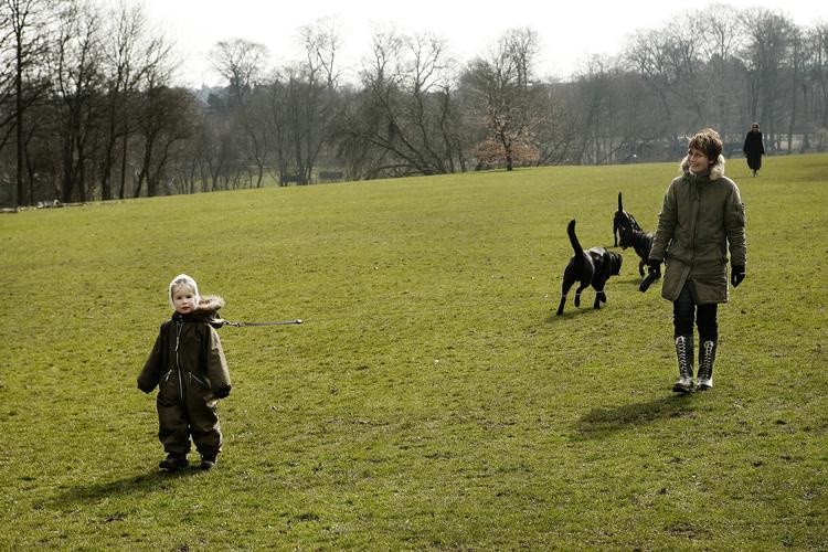 I Bernstorffsparken må hunde løbe frit rundt og boltre sig. Men flere hundeluftere er utrygge ved kamphunde, som ejerne ikke har styr på.   Arkivfoto 