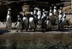 Det er to pingviner af racen Humboldt - her fotograferet i en zoologisk have i Seattle - der er blevet fædre til en unge i Bremerhaven. I den fri natur er humboldt-pingvinerne en truet dyreart i Chile og Peru. Arkivfoto. 