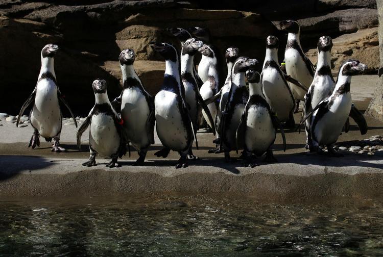Det er to pingviner af racen Humboldt - her fotograferet i en zoologisk have i Seattle - der er blevet fædre til en unge i Bremerhaven. I den fri natur er humboldt-pingvinerne en truet dyreart i Chile og Peru. Arkivfoto. 