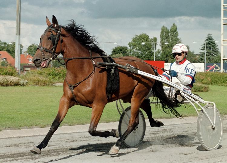 Ken Ecce tog godt for sig af retterne på Charlottenlund Travbane. Arkivfoto. 