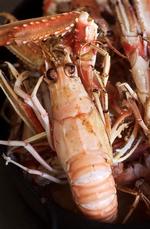 »En sprællevende jomfruhummer skylles let under hanen, så det værste grus forsvinder. Bagefter lirkes haleskjoldet af ved hjælp af en kniv, mens hummeren stadig er levende...«. Henrik Kerrn-Jespersen ser sagen som et spørgsmål om ytringsfrihed. Arkivfoto. 