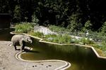 Elefanterne i Københavns Zoo har fået nyt anlæg, og det var med til at trække mange flere mennesker ind at se dyrene sidste år. Arkivfoto 
