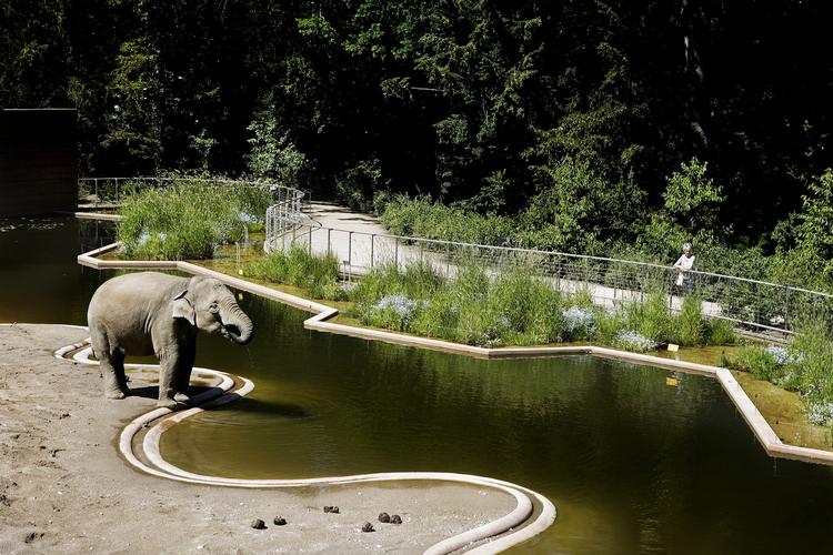 Elefanterne i Københavns Zoo har fået nyt anlæg, og det var med til at trække mange flere mennesker ind at se dyrene sidste år. Arkivfoto 