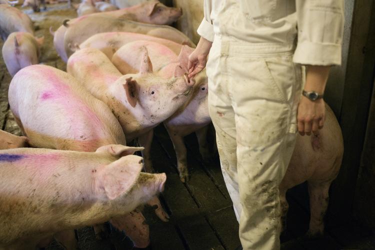 En svinebesætning i Jylland kan lede efterforskerne af den landsomfattende salmonellaepidemi på sporet. Her er fundet den salmonellatype, som de syge er smittet med. 