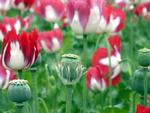 Blomstrende opiumsvalmuer fotograferet tidligere på året. 