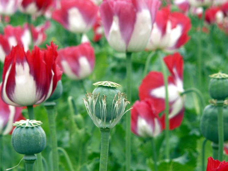 Blomstrende opiumsvalmuer fotograferet tidligere på året. 
