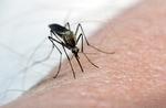 MOSQUITO