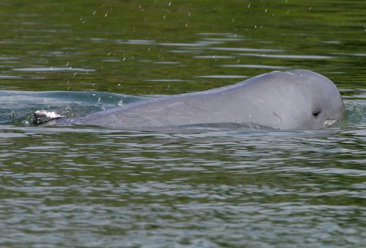 Delfin i Mekong-floden.  Arkivfoto 