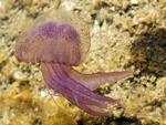 Denne havgående brandmand udsender et fluorescerende blå-grønt lys ved berøring, eller hvis den bliver såret. Derfor kaldes den også Nightlight jellyfish. 