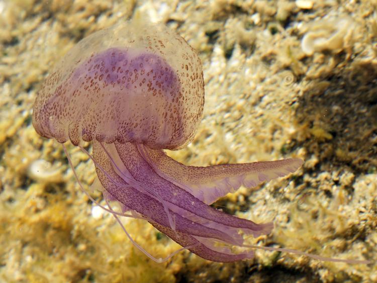 Denne havgående brandmand udsender et fluorescerende blå-grønt lys ved berøring, eller hvis den bliver såret. Derfor kaldes den også Nightlight jellyfish. 