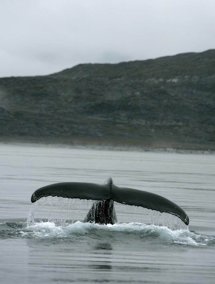 Pukkelhval i farvandet ud for Nuuk. 