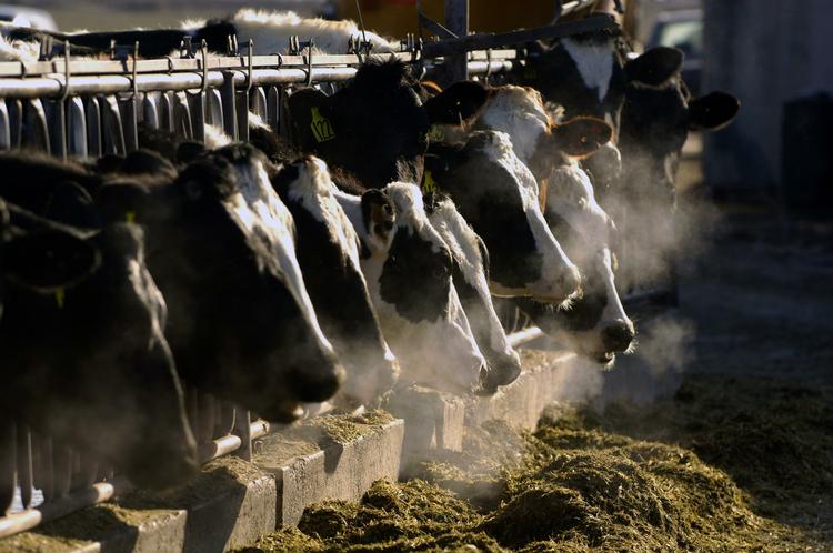 I USA står køer, grise og andre dyr for mere end 25 procent af udledningen af metangas i landet. Arkivfoto 