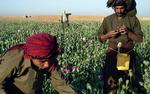 Afghanske landmænd på arbejde i en opimsmark i Nawa-distriktet i Helmandprovinsen. 