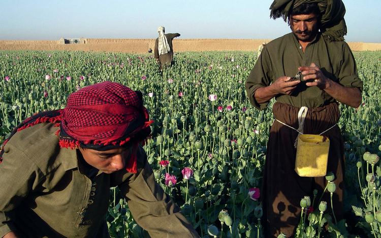 Afghanske landmænd på arbejde i en opimsmark i Nawa-distriktet i Helmandprovinsen. 