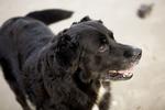 Danske hunde- og katteejere sendere oftere deres kræftramte kæledyr på hospitalet for at få dem behandlet. 
