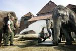 Sådan så det ud, da elefanterne tilbage i 2001 blev vejet foran det gamle elefanthus i Københavns Zoo. Nu bor de i et nyt anlæg. 