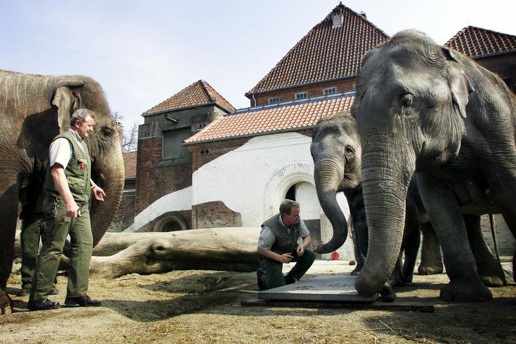 Sådan så det ud, da elefanterne tilbage i 2001 blev vejet foran det gamle elefanthus i Københavns Zoo. Nu bor de i et nyt anlæg. 