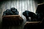 Chimpanserne i Odense Zoo. 