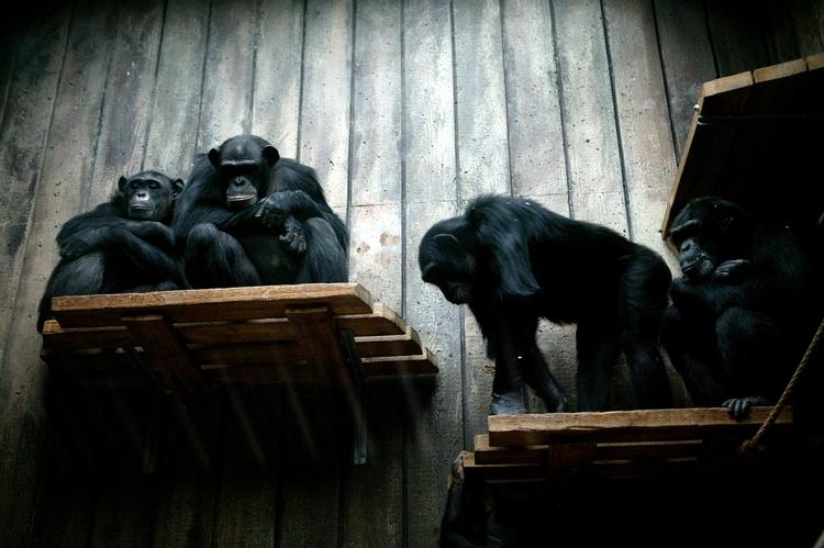 Chimpanserne i Odense Zoo. 