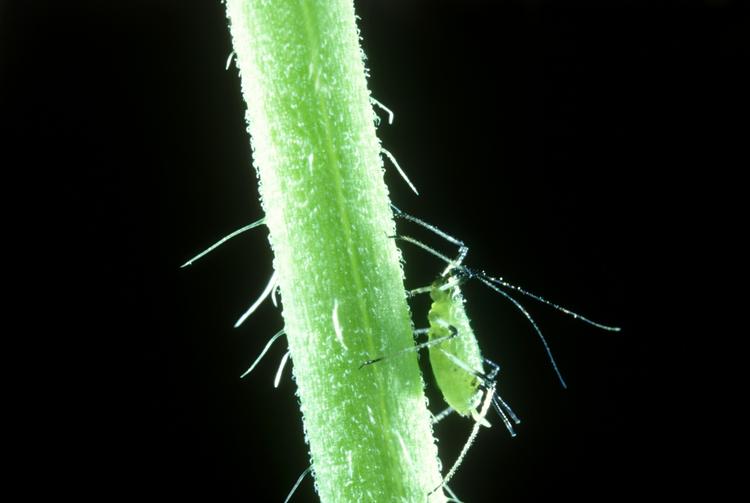Først når al pladsen på en given plante er brugt op begynder bladlusen at føde unger, der udvikler vinger. Her er et eksemplar uden. 