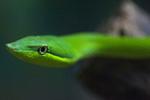 Brazil Snakes