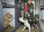 Pitbull-terriers og andre kamphunde skal i kortere snor, mener DF, som synes justitsministeren nøler med ny lov. Arkivfoto. 