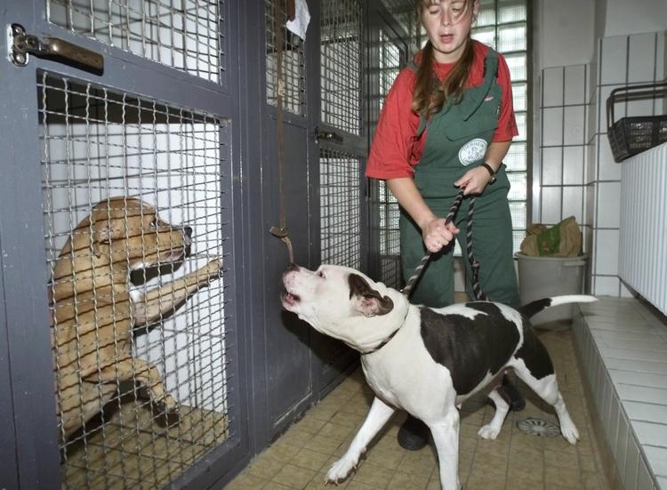 Pitbull-terriers og andre kamphunde skal i kortere snor, mener DF, som synes justitsministeren nøler med ny lov. Arkivfoto. 