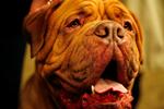 Westminster Dog Show