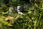 Næstved Zoo tilbyder gæsterne 'kæletid' med tigerunger mod ekstra betaling. (arkivfoto) 