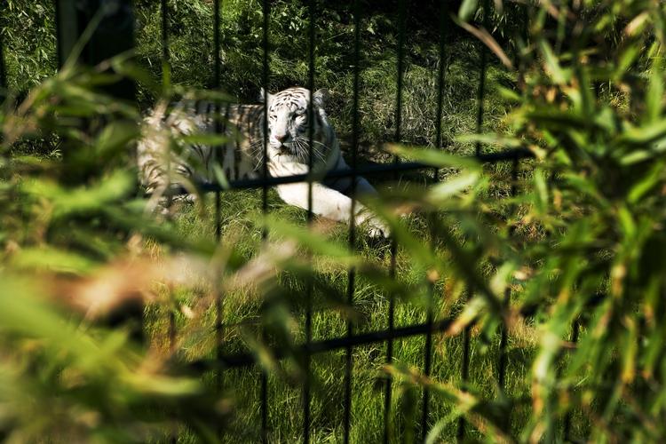 Næstved Zoo tilbyder gæsterne 'kæletid' med tigerunger mod ekstra betaling. (arkivfoto) 