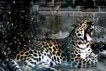 Leoparderne i Zoologisk Have i Købenavn har ikke meget plads at boltre sig på og må gå i ring for at få lidt motion. Ifølge havens vicedirektør, Bengt Holst, betyder pladsen ikke så meget, hvis bare kvaliteten af anlægget er i orden. 