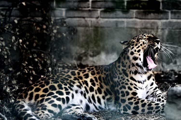 Leoparderne i Zoologisk Have i Købenavn har ikke meget plads at boltre sig på og må gå i ring for at få lidt motion. Ifølge havens vicedirektør, Bengt Holst, betyder pladsen ikke så meget, hvis bare kvaliteten af anlægget er i orden. 