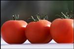 Tomater