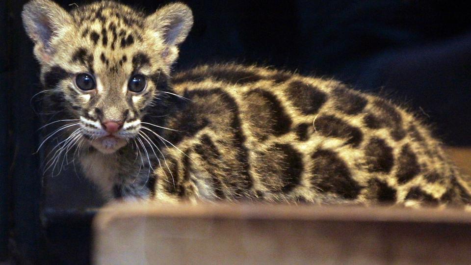 Sjælden leopard dukker op i Asien - politiken.dk