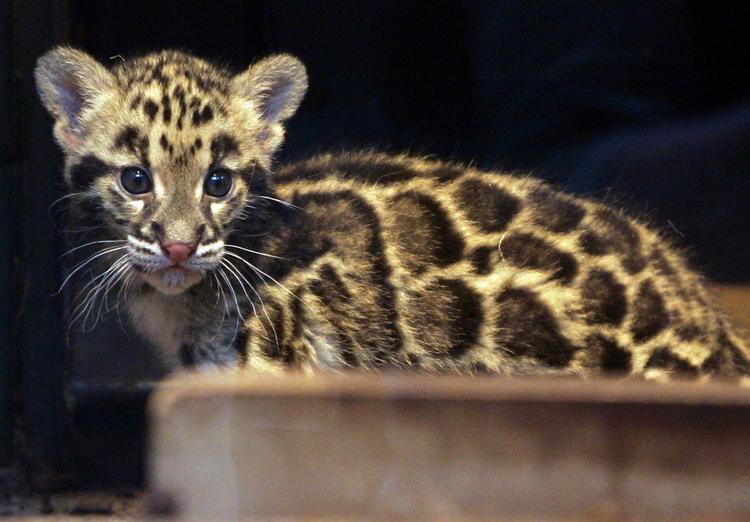 Leopardungen her stammer fra Jardin des Plantes Zoological i Paris. Nu er dens vilde fætter dukket op i Bangladesh. Arkivfoto. 