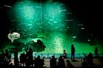 I Oceanariet kan beskuerne beundre den undersøiske fauna i al dens vælde. Ansigt til ansigt med naturen kan man her modtage noget, der ligner en kunstnerisk oplevelse. 