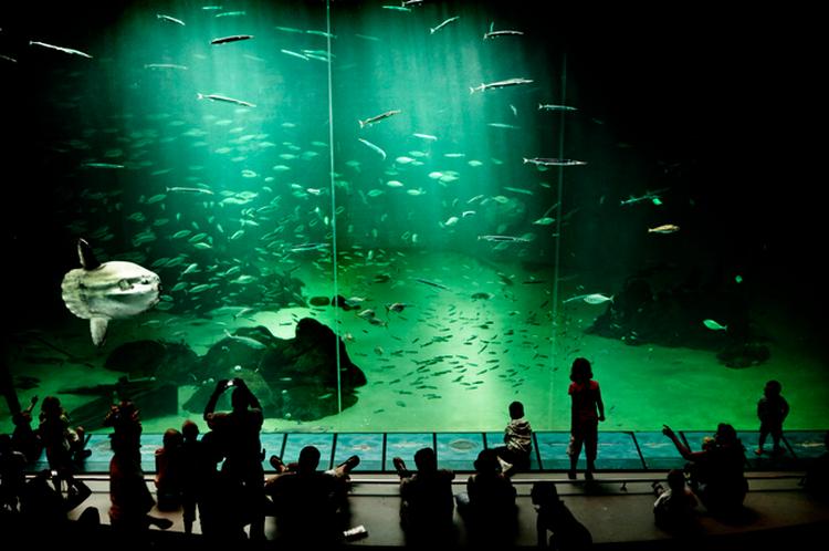I Oceanariet kan beskuerne beundre den undersøiske fauna i al dens vælde. Ansigt til ansigt med naturen kan man her modtage noget, der ligner en kunstnerisk oplevelse. 