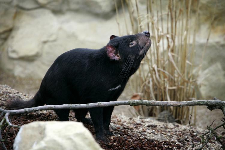 En af de arter, der er truet af udryddelse, er den tasmanske pungdjævel. Dette eksemplar kan ses i Københavns zoologiske have. Arkivfoto. 