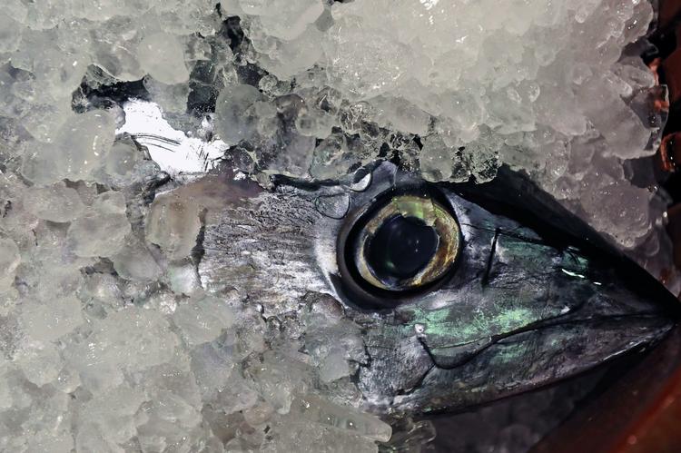 Hovedet af en tunfisk er dækket af is i en baskisk havn. Det nærliggende hav nævnes i den nye rapport som et af de steder, der er plaget af overfiskeri. Arkivfoto 