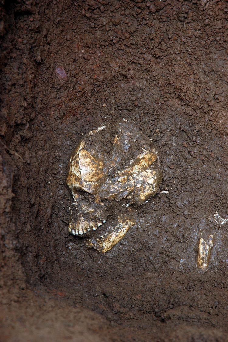 Forsøgene på mere præcist at datere et polynesisk skelet, som danske forskere har fundet, er indtil videre mislykkedes – måske fordi skelettet har været kogt. Polynesierne har nemlig praktiseret kannibalisme. Foto: Mads Ravn 