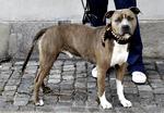 Justitsministeriets hundeudvalg overvejer et forbud mod kamphunde som denne amstaff. 