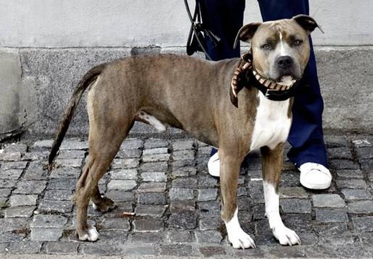 Justitsministeriets hundeudvalg overvejer et forbud mod kamphunde som denne amstaff. 