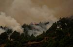 Selvom flammerne har ædt store skovområder på La Palma, er indbyggerne fortrøstningsfulde. De kanariske fyrretræer er nemlig en særlig robust træsort. 