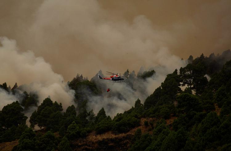 Selvom flammerne har ædt store skovområder på La Palma, er indbyggerne fortrøstningsfulde. De kanariske fyrretræer er nemlig en særlig robust træsort. 