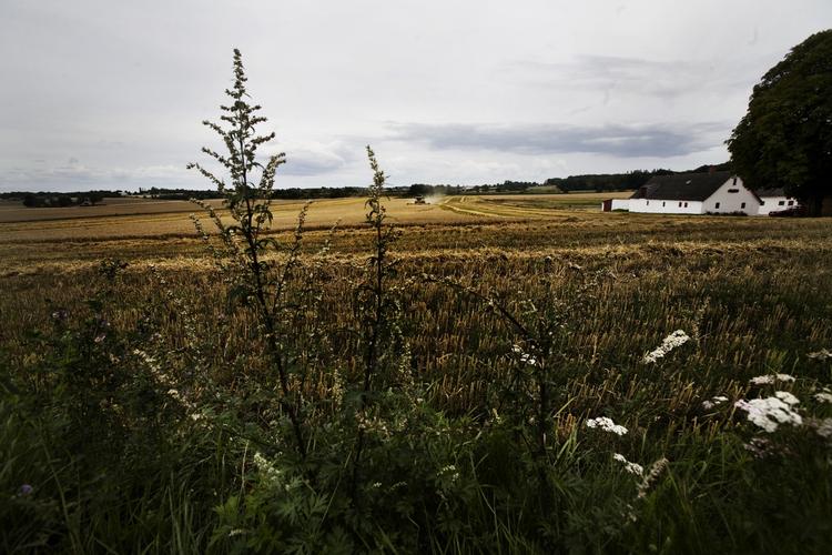 Det virker mere autentisk at have hakket roer i Jylland end at have stegt pølser på ’Pommes Frites’-kysten, skriver Lars Trier Mogensen. Arkivfoto. 