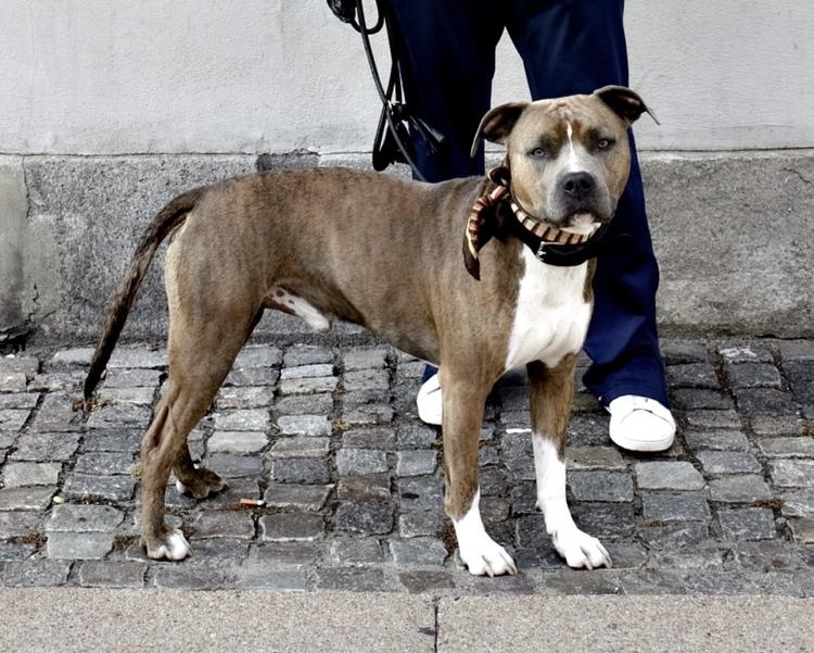 Nogle få hundeejere er fuldstændig ligeglade og ansvarsløse. Hvis deres hund ser imponerende ud, måske endda er aggressiv og brummer efter alt, hvad den møder, så hæver det deres selvværd, siger Amstaff-hundeejer. Arkivfoto. 