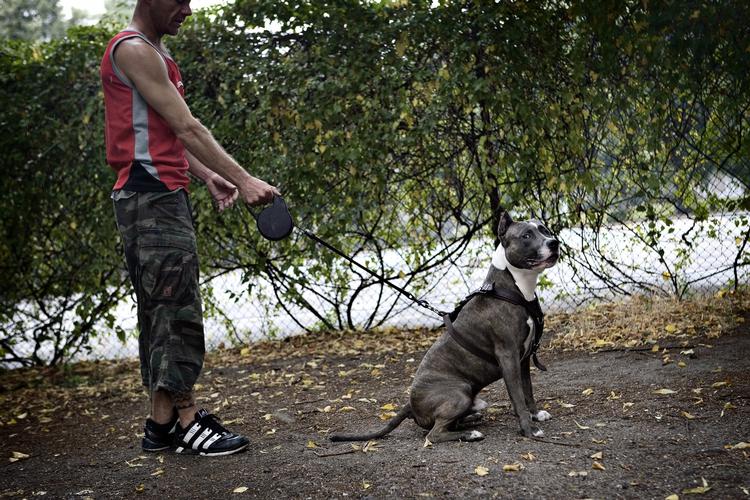 Muskelhunde skal forbydes, mener statsministeren. 