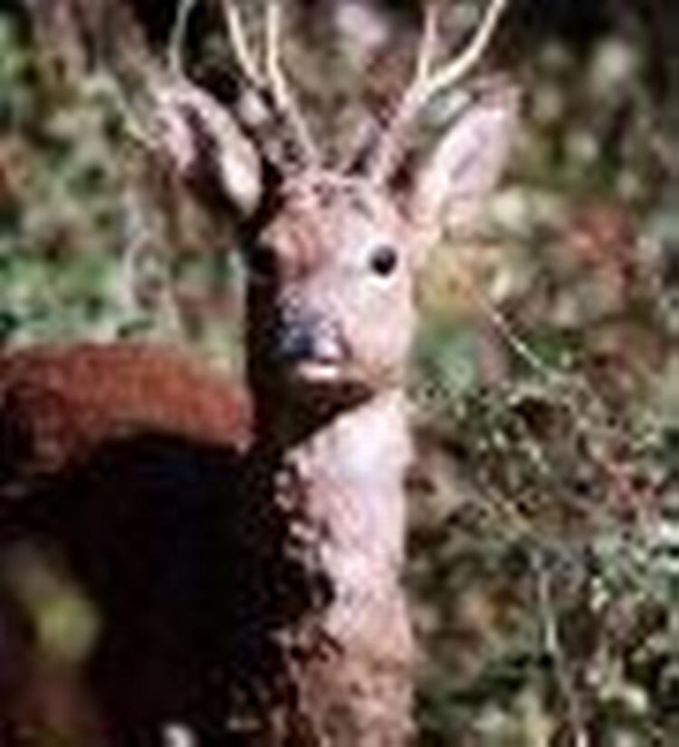 Rådyrene er de største dyr, som danske bilister risikerer at køre ind i. Arkivfoto 
